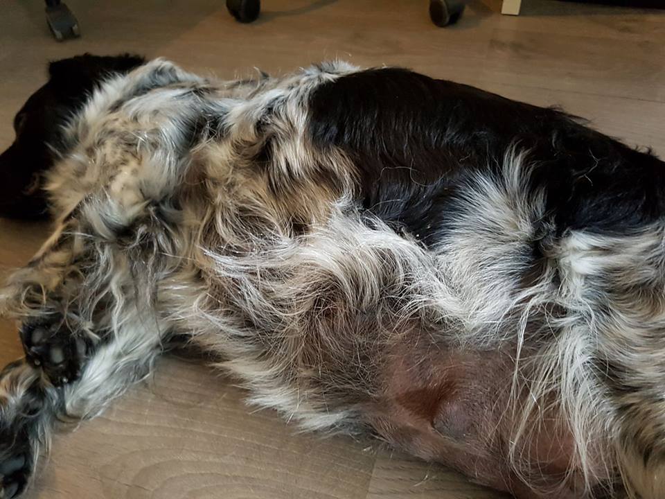 Zwangerschap hond