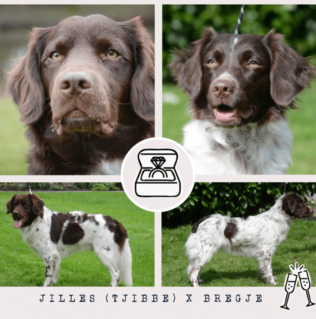 Jilles x Bregje combinatie aankondiging