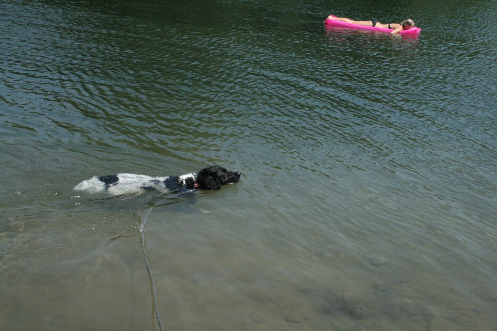 Vakantie met honden