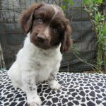 Puppy Blues: wat is het en hoe ga je ermee om?