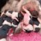 Novi x Figo: De pups zijn geboren!