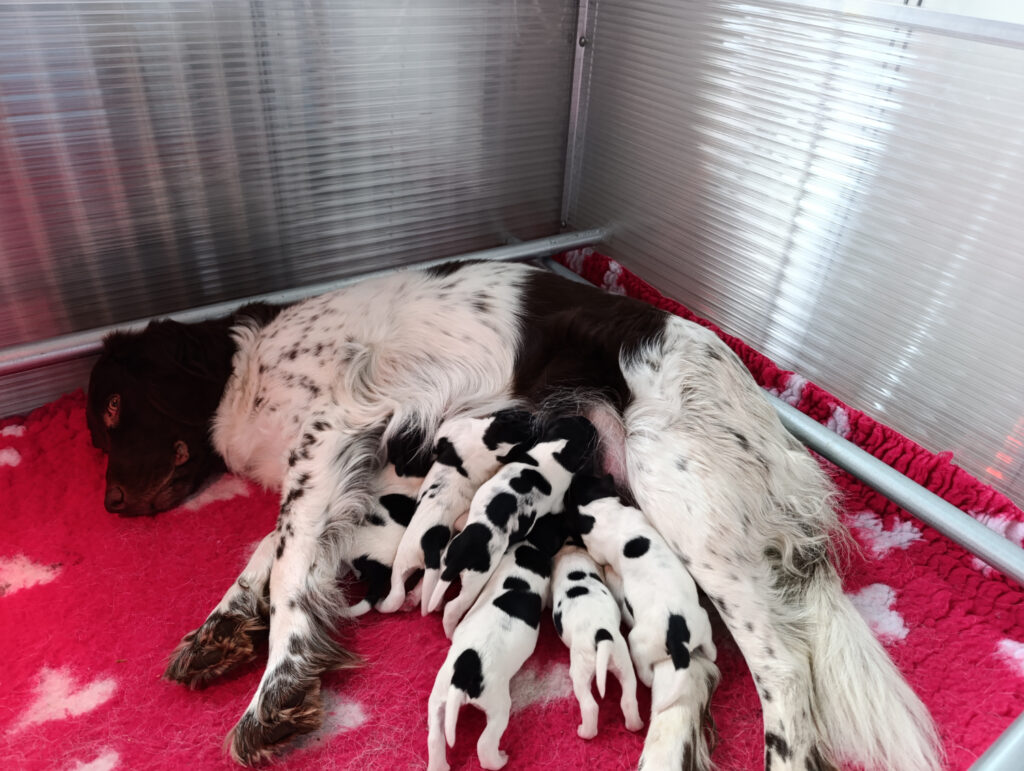Shelly is bevallen van haar nest van 7